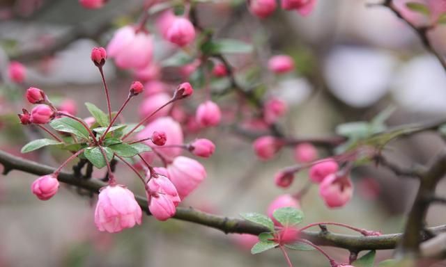 终军|5副传世对联,写情写景是一流,令人啧啧称奇