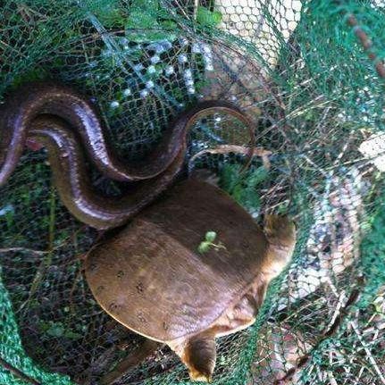 建议大家钓鱼别再用蚯蚓了,学老渔民这么捕鱼,天天吃鱼乐开花