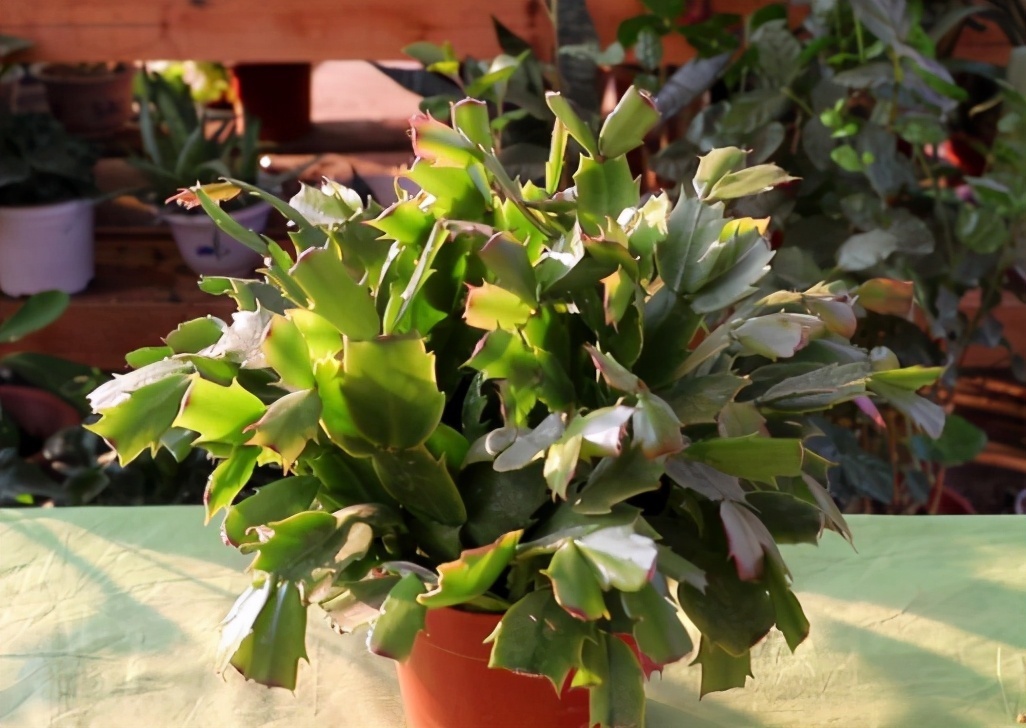 打蔫|害怕蟹爪兰夏季打蔫，告诉你几个关键操作，让它叶片油绿硬挺