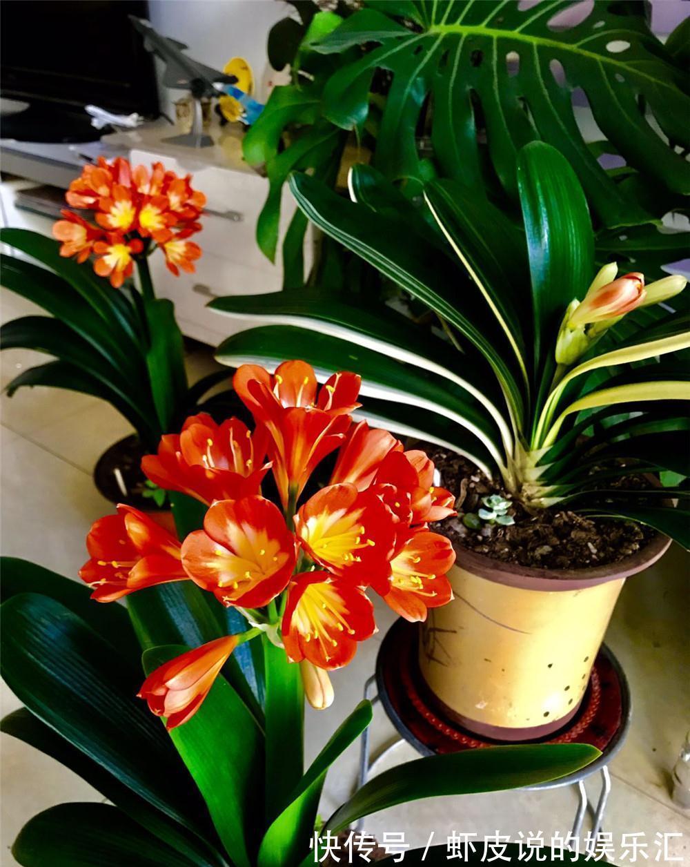 植物|7种“懒人花”，漂亮又好养，客厅养一盆，大气吉祥，养人又旺家