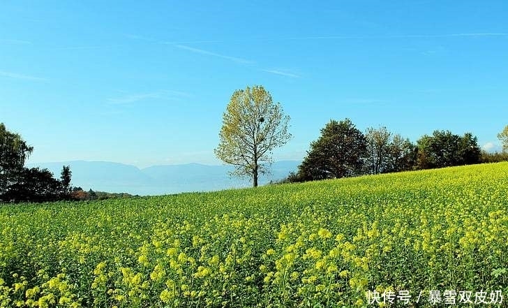 10句春天美好文案