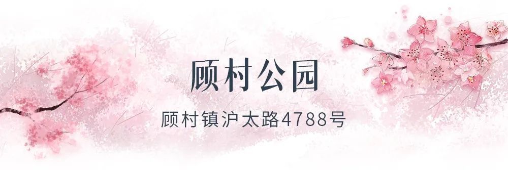 边境|叮咚，你有一份樱花海等待查收