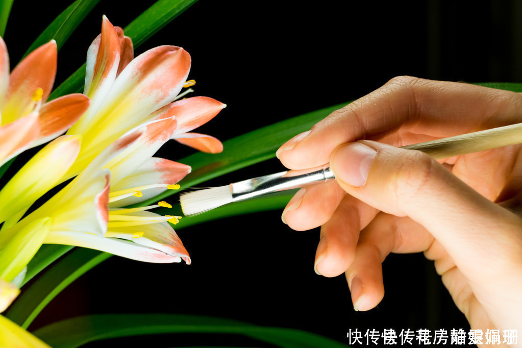 花中君子|叶纹深,品相好,年年花开,花中君子需要这么来养护