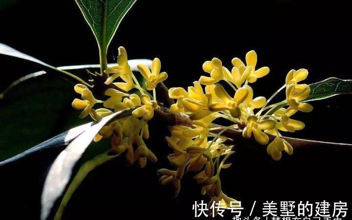 花花草草|原来花花草草也有这么多“雅称”