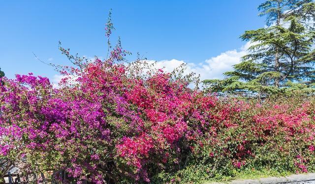 三角梅叶子“展不开”、开花少学会这几点，叶子直冒，花开满枝