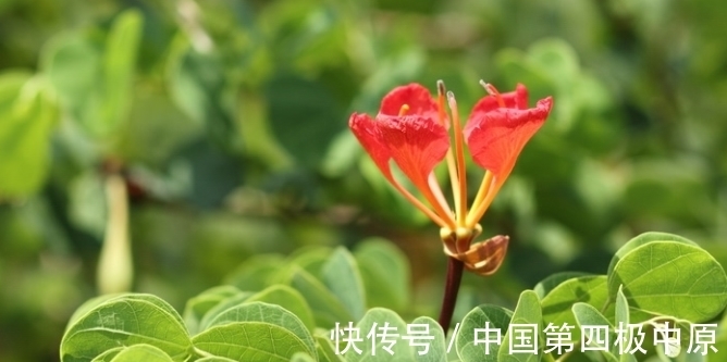 春节期间,要想身体健壮如牛,离不开几种养身花,多养幸福又美满