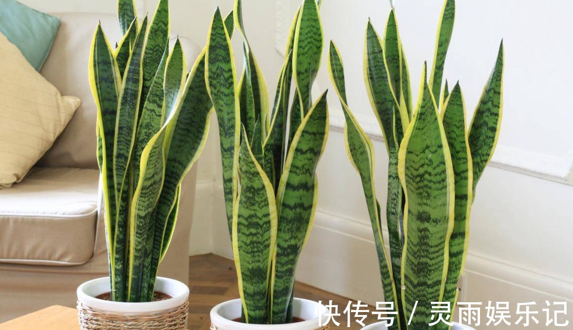 仙人掌|5种植物养在家中，不仅净化空气还能促进睡眠呢