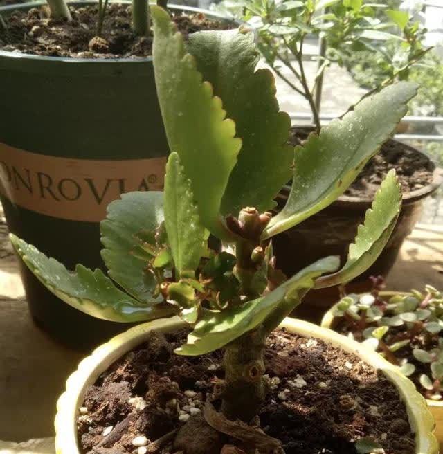 复合肥|长寿花能否开爆,关键在4点,长寿花爆花的精髓包含在里面