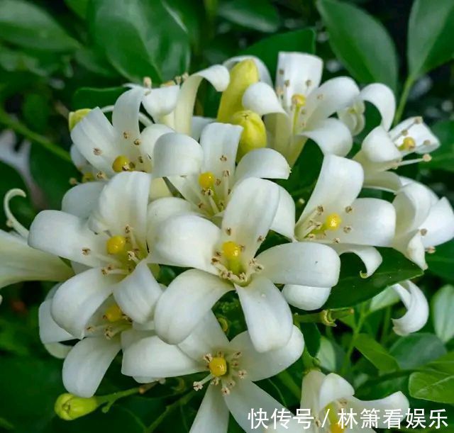 九里香移栽上盆老是黄叶掉叶走出6个误区，根旺叶茂明年开花多