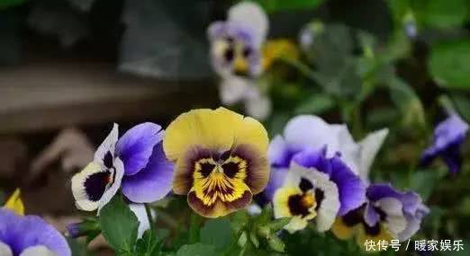 喜欢菊花，不如养盆“稀世名菊”七彩莲花，似美人偏偏，娇艳高贵