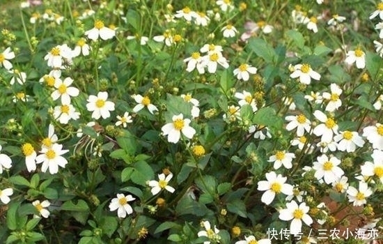 野草|这种草以前见了就想拔掉, 如今却是宝贝, 治病是一绝