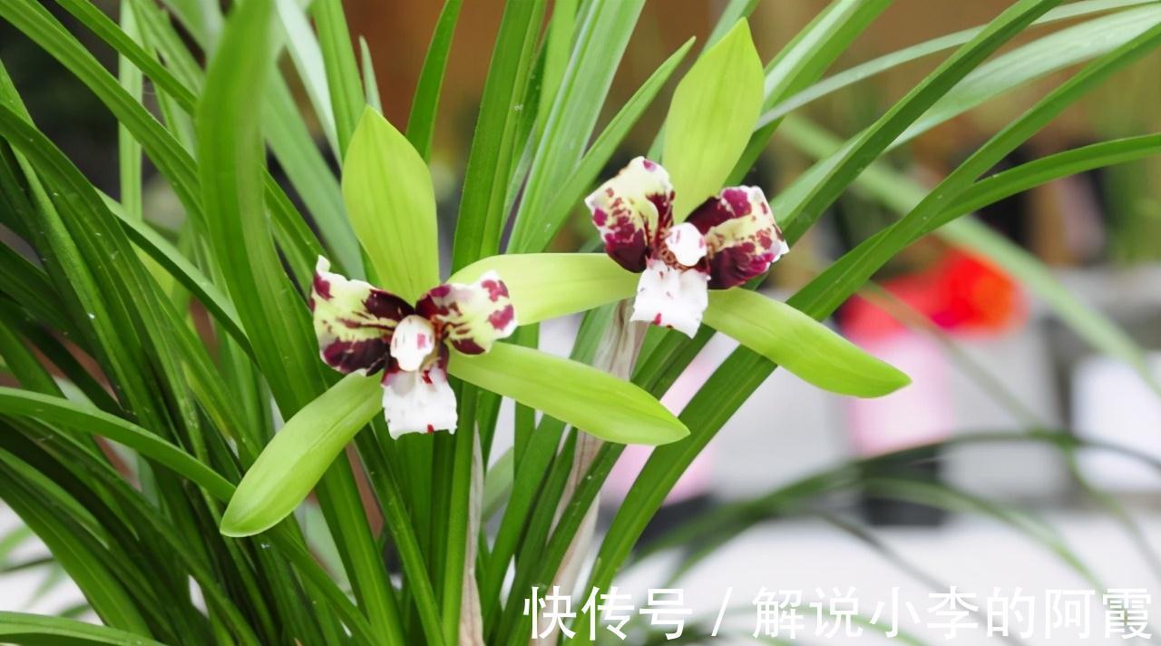 为啥有些兰花买来是红花,复花时就不红了