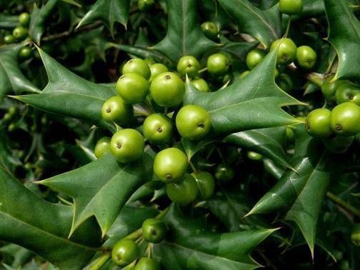 寓意|这树为“圣诞”而生,有着红果子和翠绿叶片,寓意红火大家都喜欢