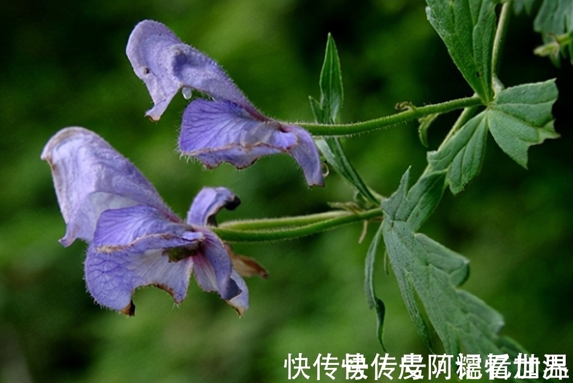 乌头:有着出色的颜值,也是毛骨悚然的剧毒之物,若见到请勿采摘