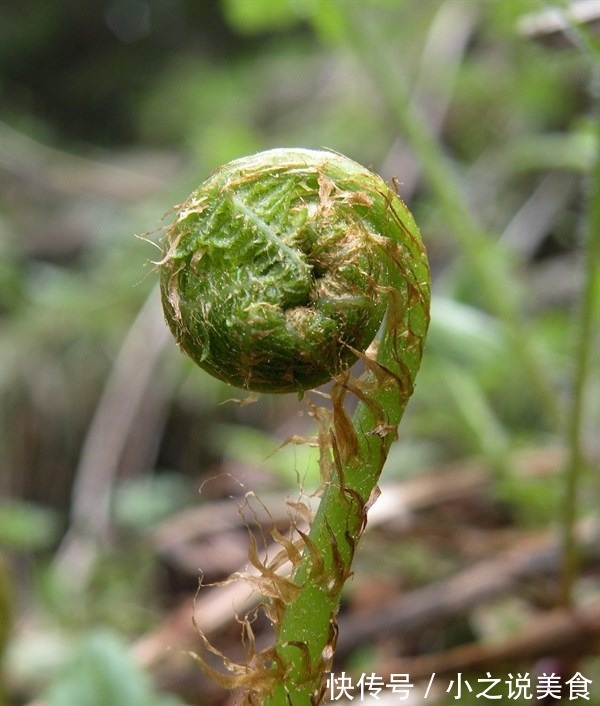 橄榄|4物是糖尿病的“死对头”,每天坚持吃两口,或助血糖慢慢下降