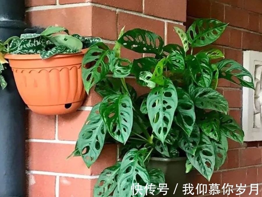 龟背竹养殖要领：居家盆栽牢记4点，茎干壮，叶子又大又绿