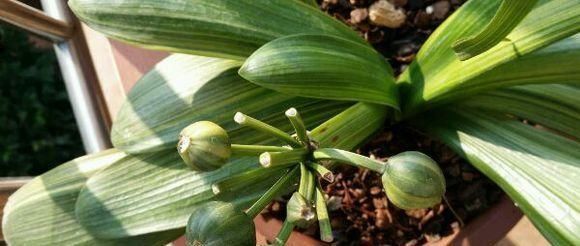 养君子兰用个窍门,不花钱也能种出十盆绿油油、开花多的君子兰