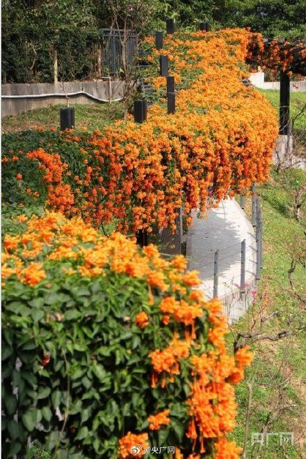 广州|赏花啦！广州大片花海呈现繁花盛景