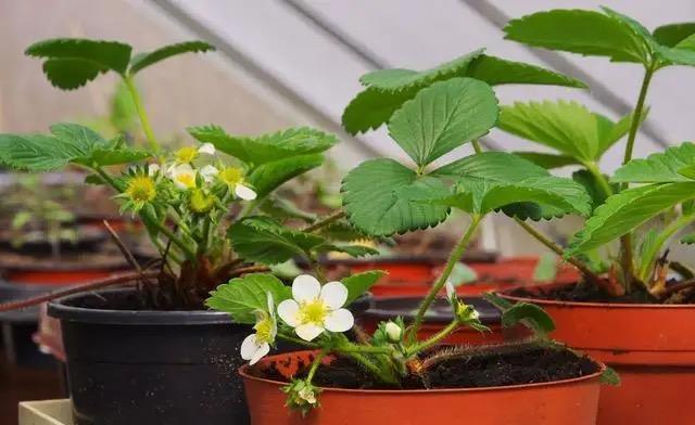 草莓叶子干枯不用怕？找到具体原因，针对性补救，叶片翠绿又光泽