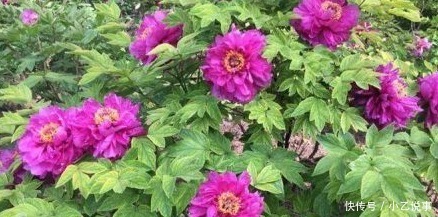 10种花,别着急往屋里搬,放外面冻20天,明年开花才旺