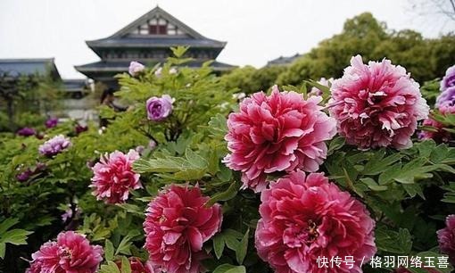 得来|花蕊夫人名字如何得来的？历史上哪些人可称花蕊夫人？