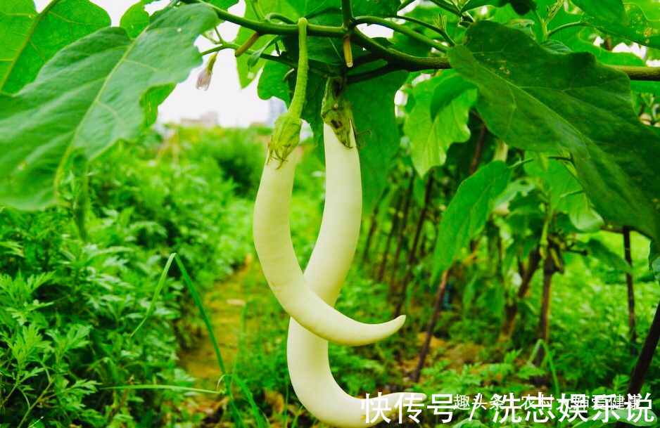 保健瓜|女性最怕妇科病,不防多食“保健瓜”,防止子宫癌,还保护子宫