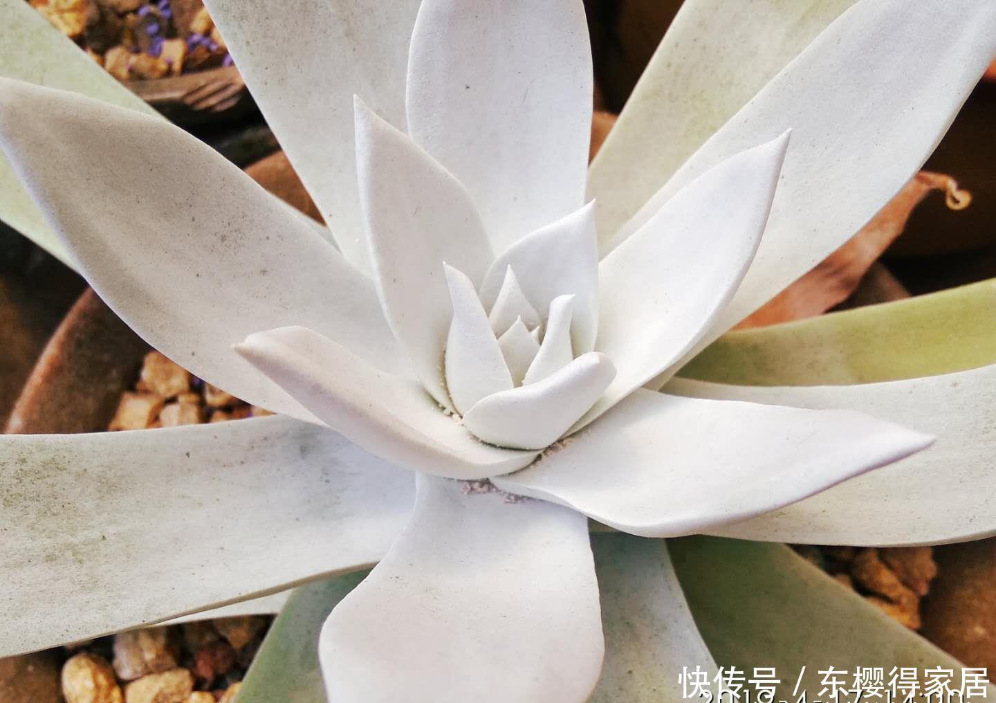 阳台|阳台养多肉容易徒长？新手朋友不妨试试这些品种，相信你不会失望