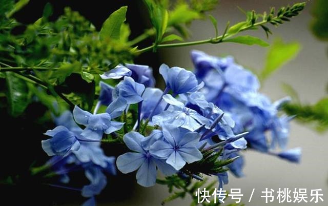 扦插|这几种花现在就要扦插,发芽窜枝速度快,下个月能赶上开花