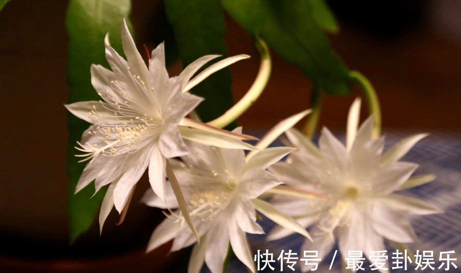 新型室内盆栽,耐阴好养,秋冬也有花开,花朵又美又香