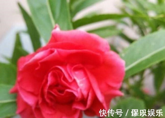 就买4种花便宜又好养的花,开起花来拦不住,颜值超高的