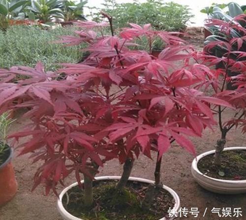 怪不得老公把发财树扔了,现阳台流行种此花卉,香飘满屋更迷人