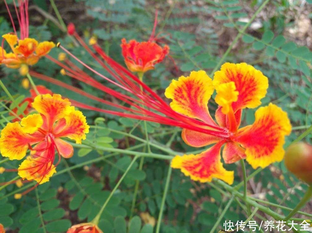 金盏花|7种“命里带金”的花，在家养一盆，添福有好兆头