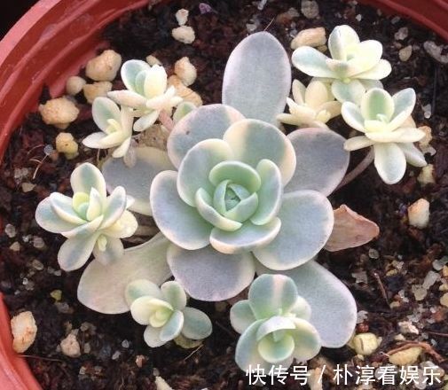 子持莲华|喜欢牡丹,不如养“优良玫瑰”假日公主,花开金光四射,热情似火