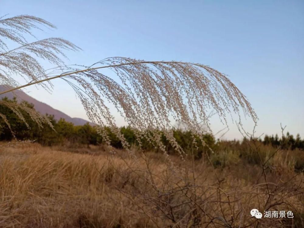 湖南郴州夕阳西下的小草