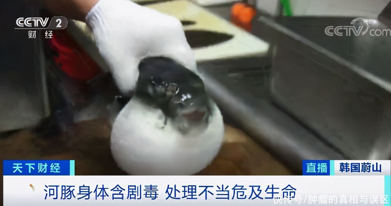 餐厅|售卖超10万袋“河豚抗癌药”，韩国餐厅被查，为何偏方总有人信？