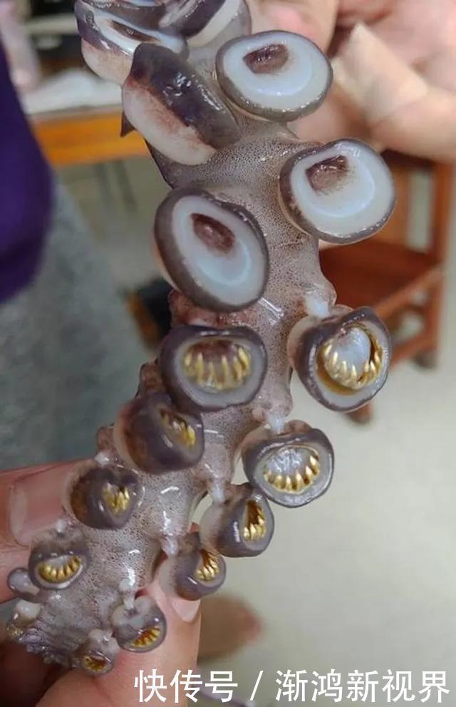 24张“活久见”生物照,仿佛来自另一个星球