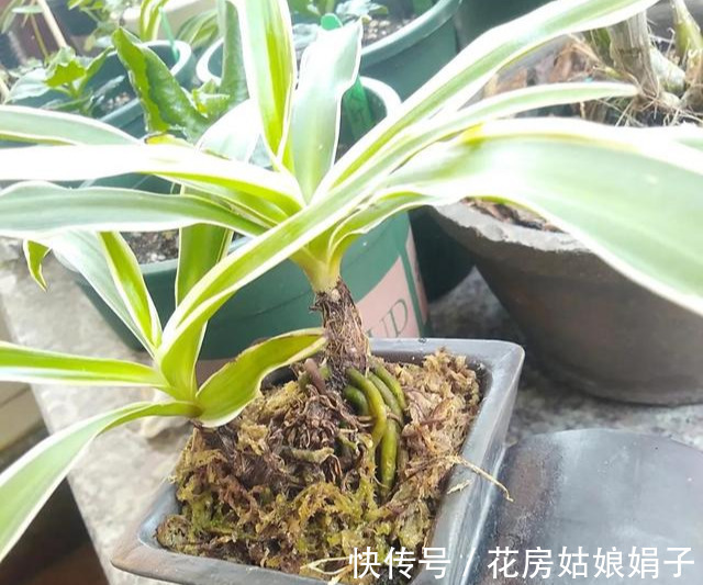 花友们|6块钱的吊兰,3年养成老桩,5年变成1棵小树,做好4点就行