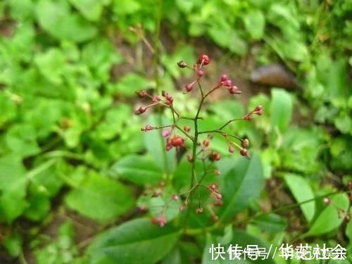 野草|农村这野草,过去拿来喂猪,却不知根部这般珍贵,人称“土人参”