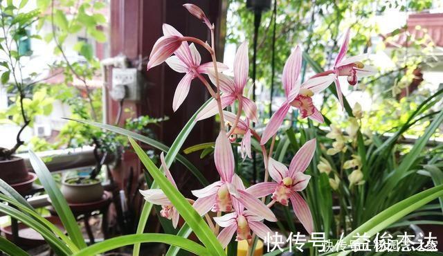 养兰花“2懒1勤”别守规矩，新芽冒不停，花箭半米高