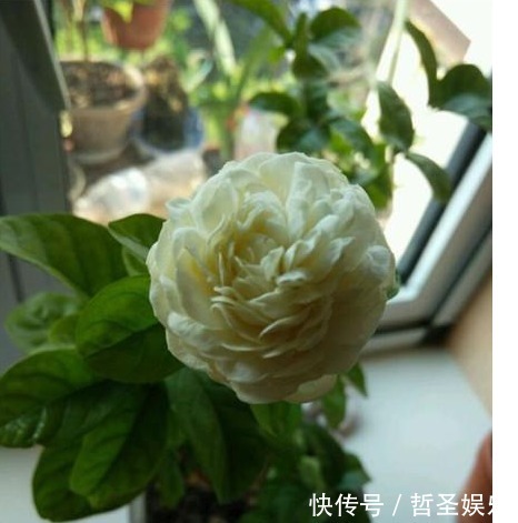 牛粪|茉莉花盆里埋了1宝贝,没见过一次开花那么多,还那么勤开花!