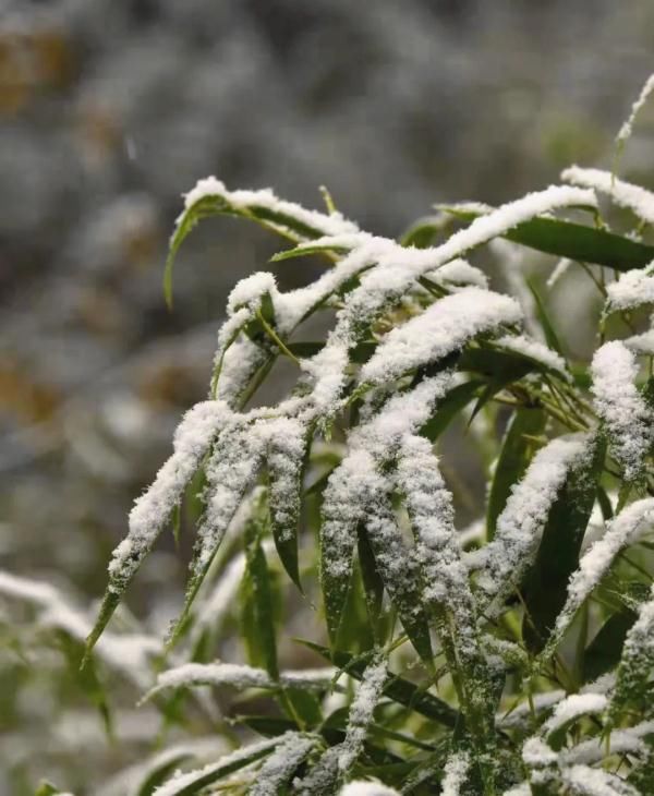 雪花儿|雪后小城，每一帧都美成屏保!