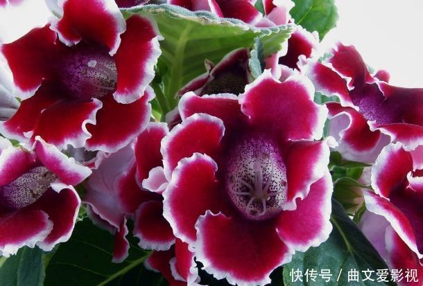 重瓣落雪泥,名好听、颜值高,适合家庭养花,谨记4点四季开花