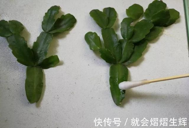 叶仙|蟹爪兰插萝卜上,也能嫁接?这波操作还是头一回见