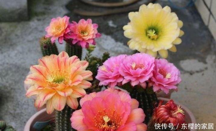光照|养花就养这几款，高贵美丽，比玫瑰美，比牡丹艳，四季开花