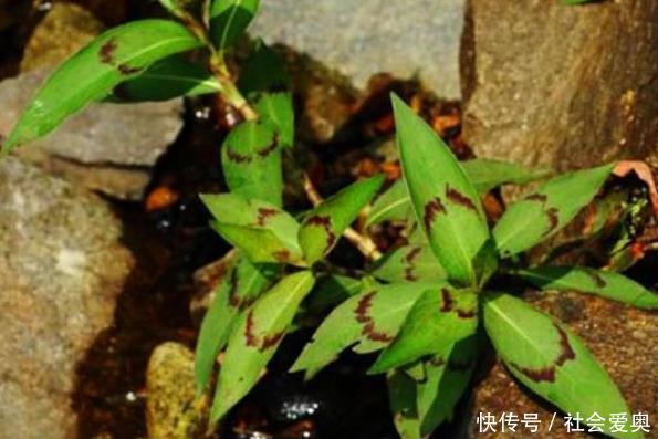 a614|农村的一种野草,治疗骨折、腰骨酸痛、胆囊炎、尿路感染有奇效