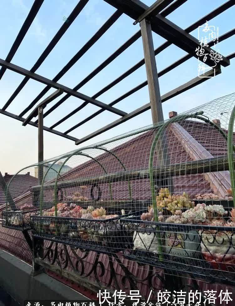 阳光露台多肉,天时地利人和!美肉知时节,当春乃发生!