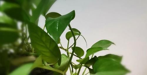  养绿萝|卧室里可以放绿萝吗，养绿萝需要注意什么？