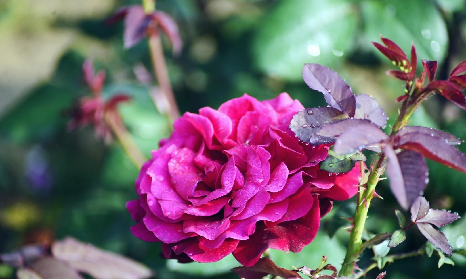 月季|樱花退去月季来，“花堤柳岸”花盛开（一）