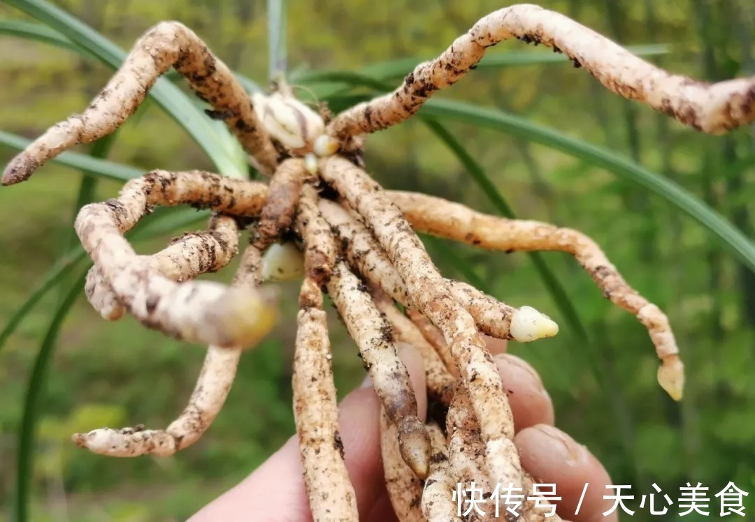 植料|春兰、蕙兰这样种植，4年不翻盆，也从没发现烂根