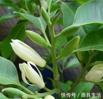 绿萝抓紧扔了！此花净化空气效果是绿萝十倍，比桂花香，沾土就活